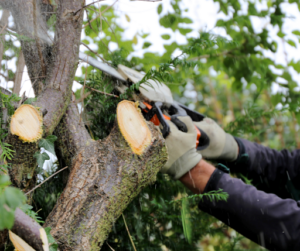 Living in Southwest Florida means beautiful weather most of the year, but it also brings unpredictable storms and strong winds that can knock down trees and branches.
