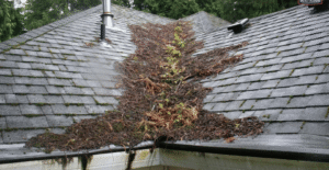 Debris stuck on roof