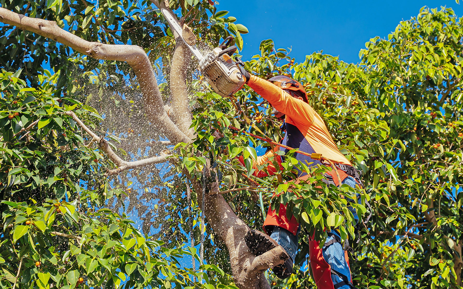 Pruning tree for Hurricanes